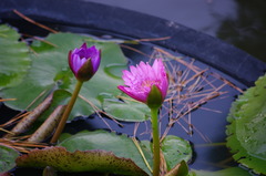 善通寺の守護花？