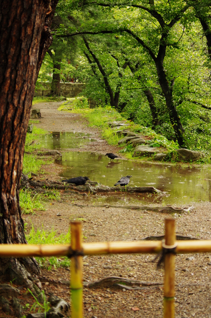 雨の樹の下で。