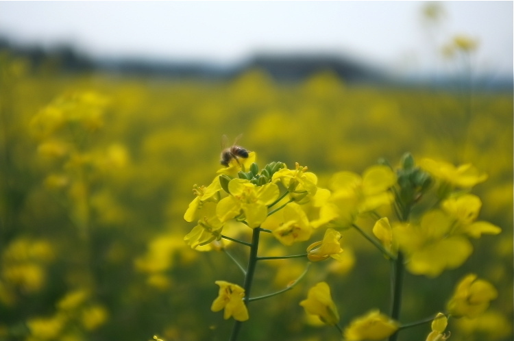菜の花とハッチ