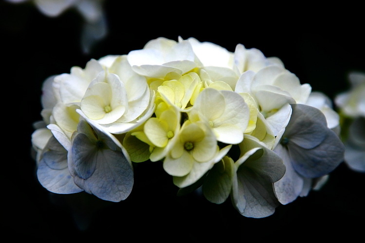 紫陽花