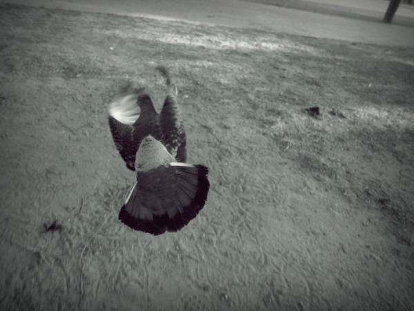 ＦＬＹ