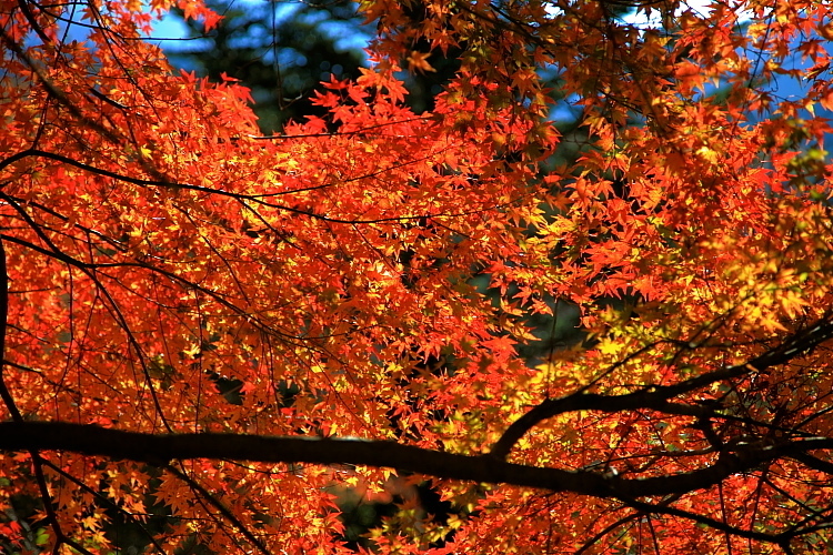 紅葉