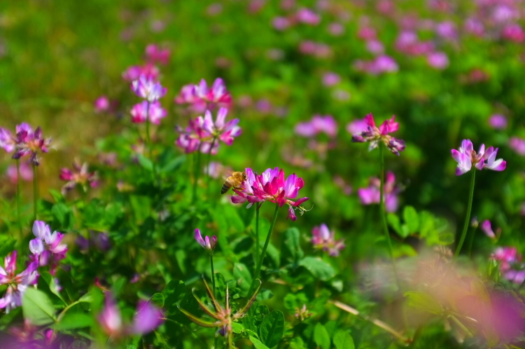 花とハチ