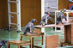 ペンギン