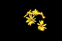 hanaX5