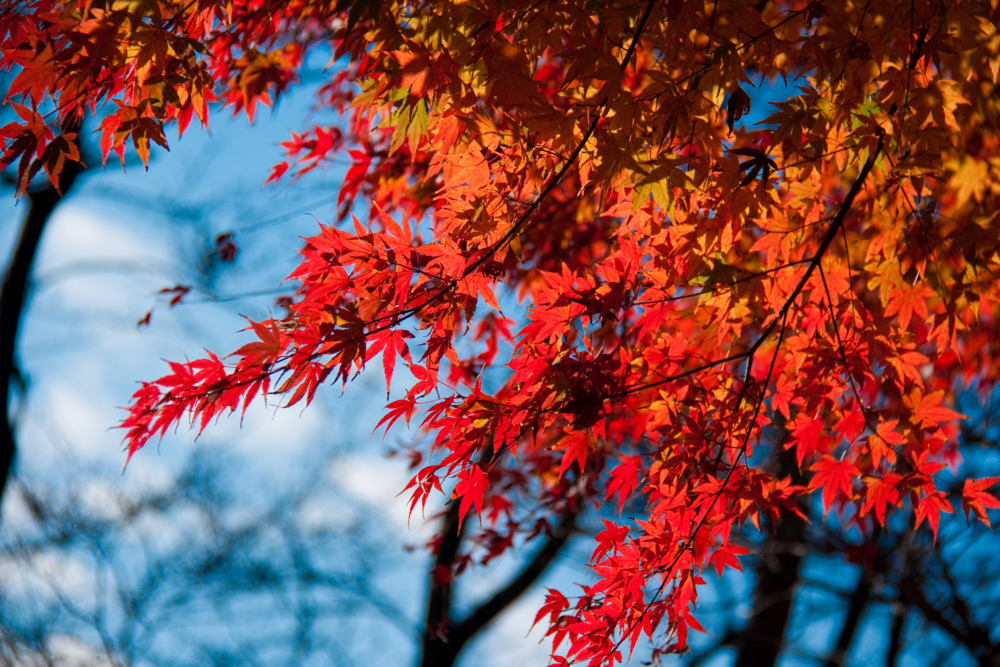 紅葉