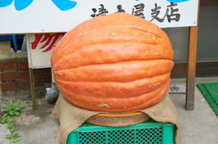巨大かぼちゃ