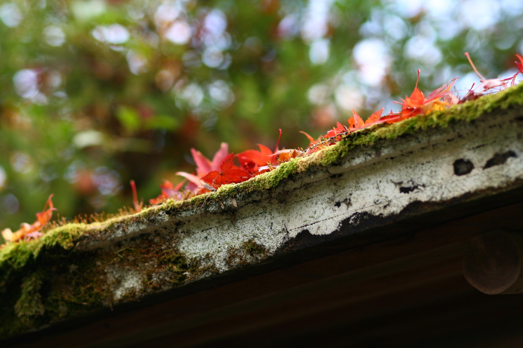 苔むす屋根と紅