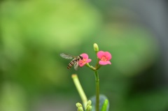 紅ニ点