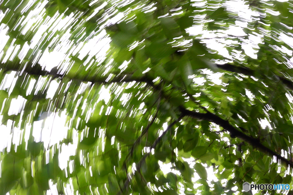 green cosmos