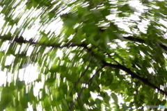 green cosmos