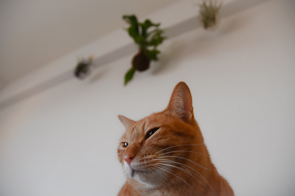 cat and airplants