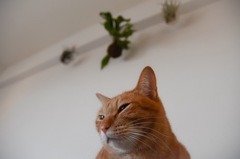 cat and airplants