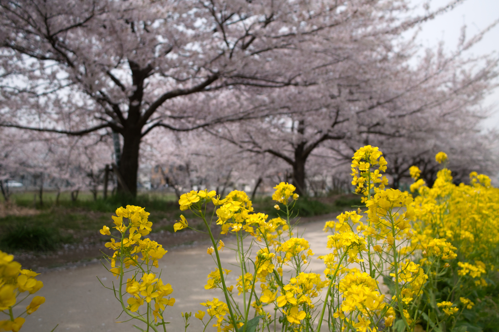 花堤２