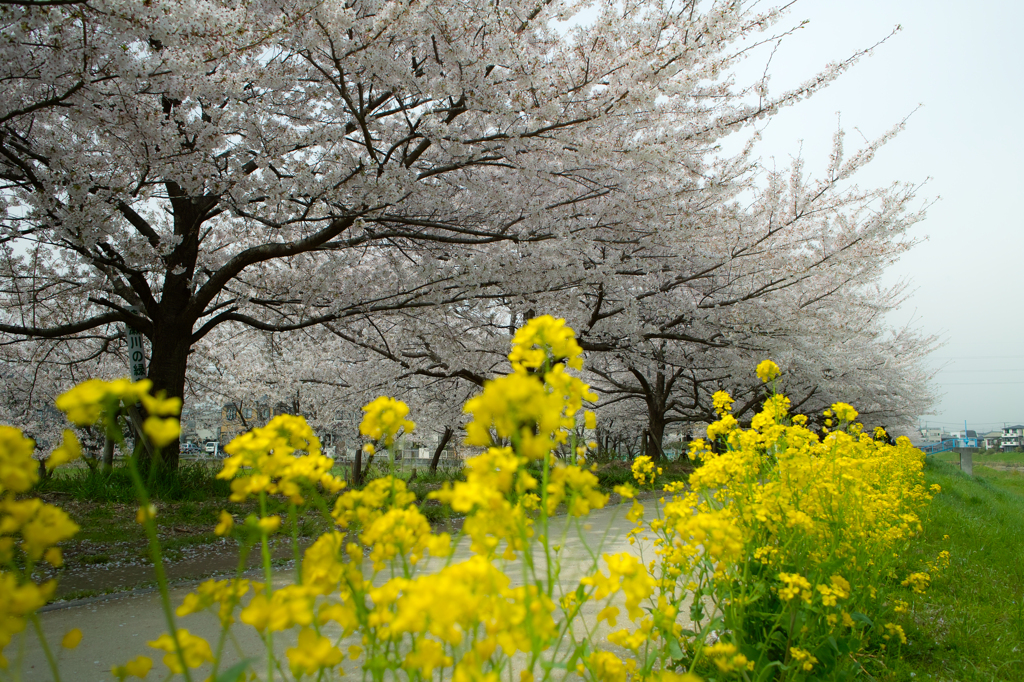 花堤