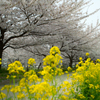 花堤