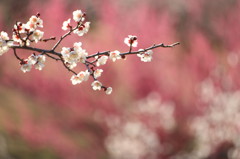 今年の梅