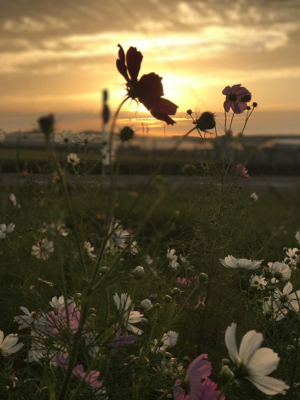 Morning sunrise