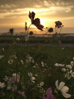 Morning sunrise