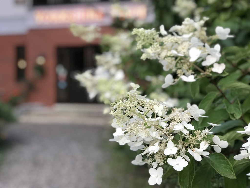 出迎える花