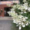 出迎える花