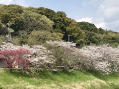 去年の桜