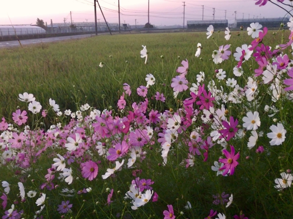「浅き夢見し」