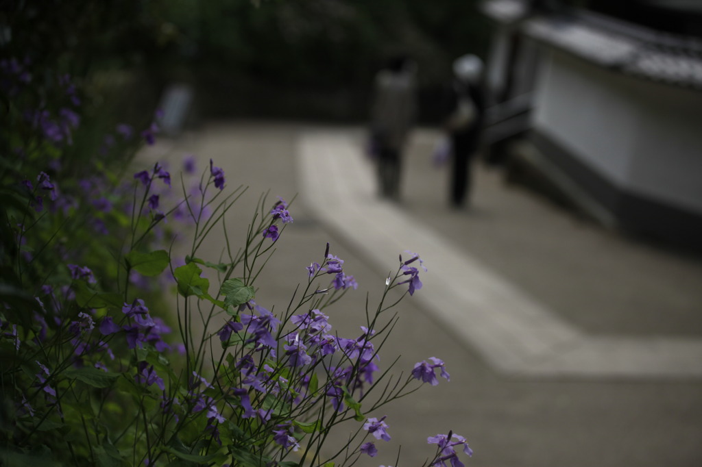 見送る花