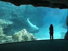 Welcome to Aquarium 