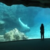 Welcome to Aquarium 