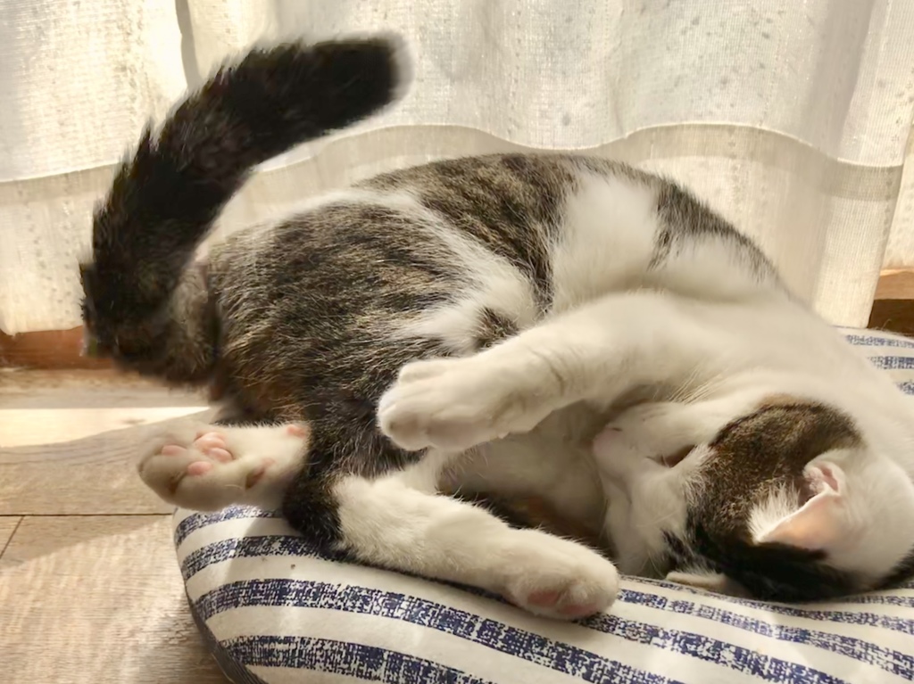 セルフ猫じゃらし