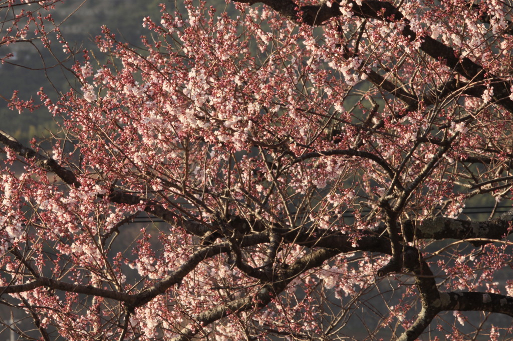 逸勢桜