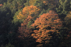 山紅葉燃ゆ