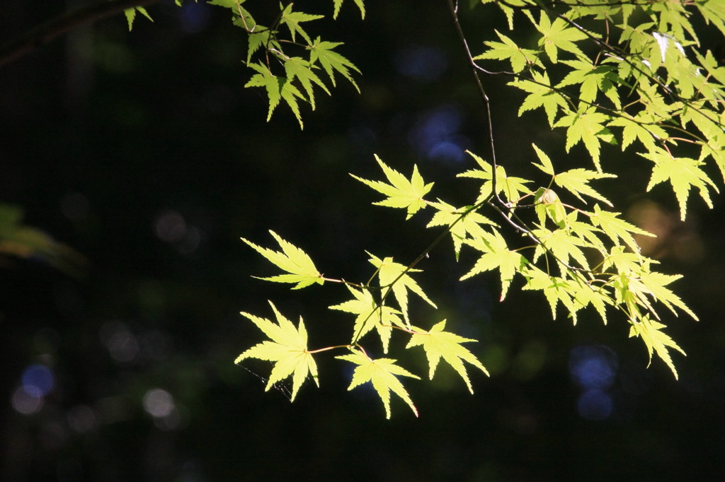 青紅葉