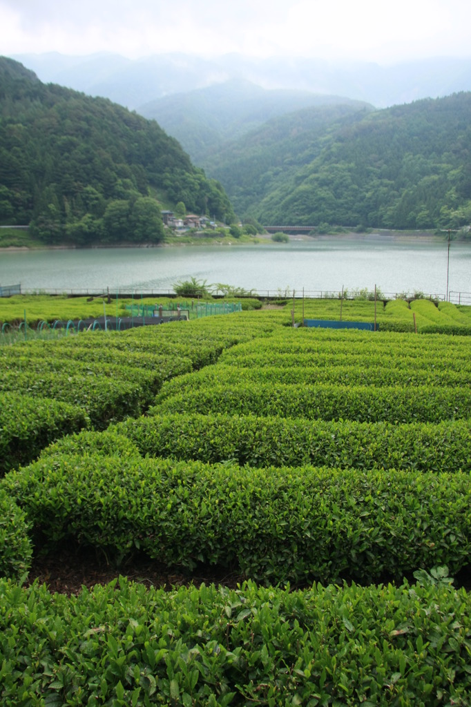 茶どころ