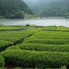 茶どころ