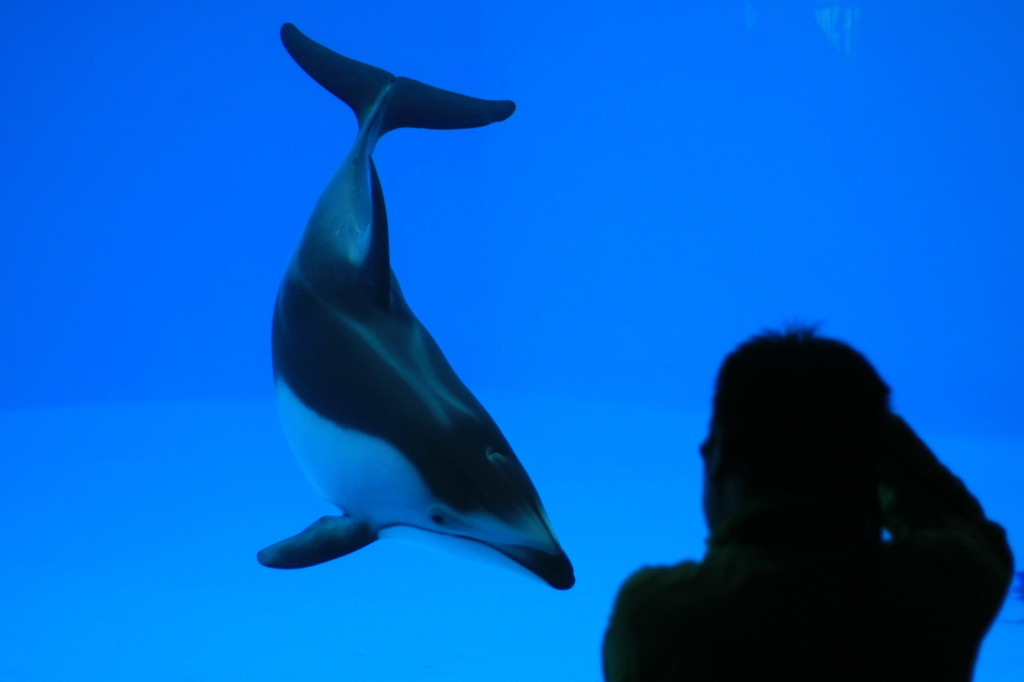 綺麗に撮ってよ