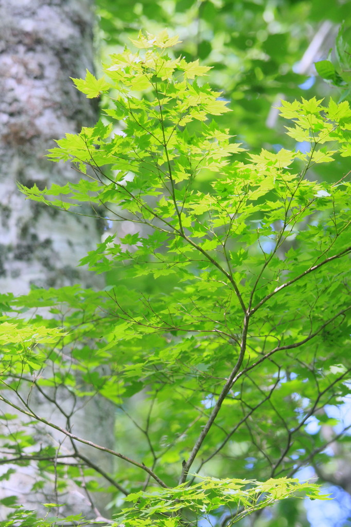 高原の夏