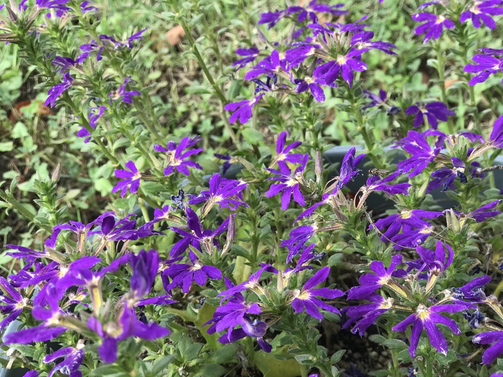 おもてなしの花壇