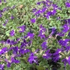 おもてなしの花壇