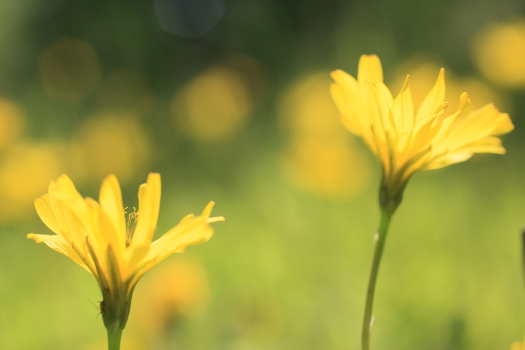 Spring dreames