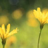 Spring dreames