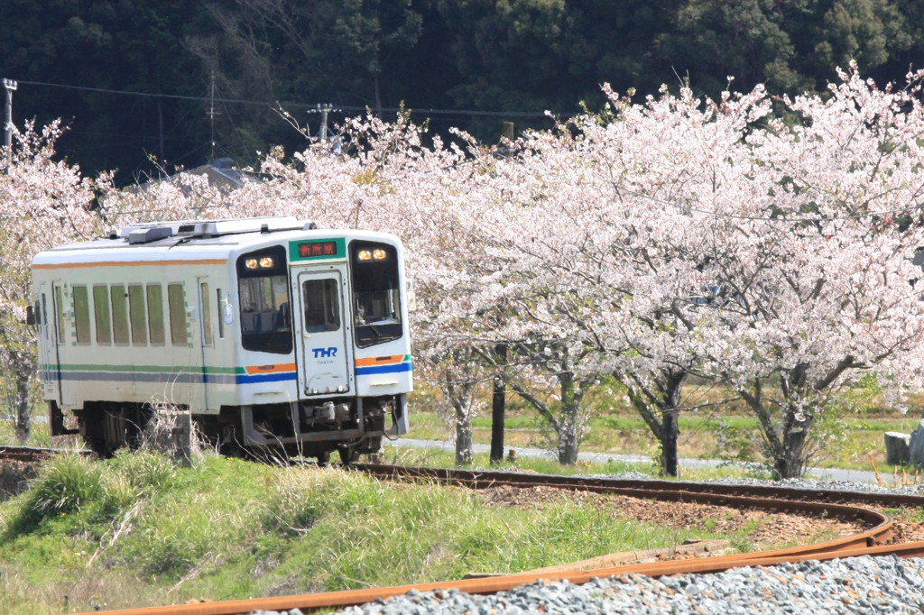 Spring  has  come.