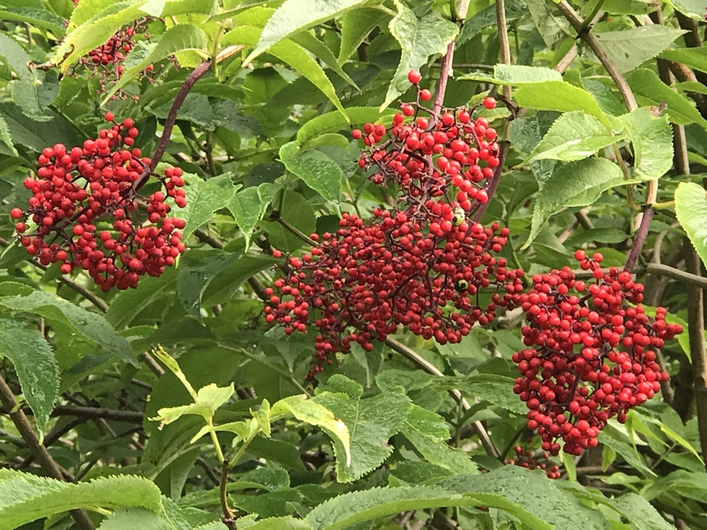 旧 根室本線 ナナカマド