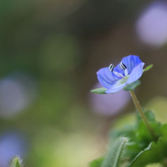 春に咲く花