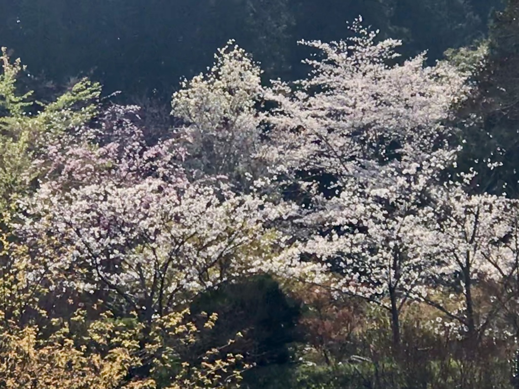 華やぐ里山