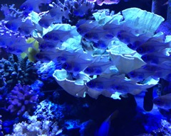  水底の輝き
