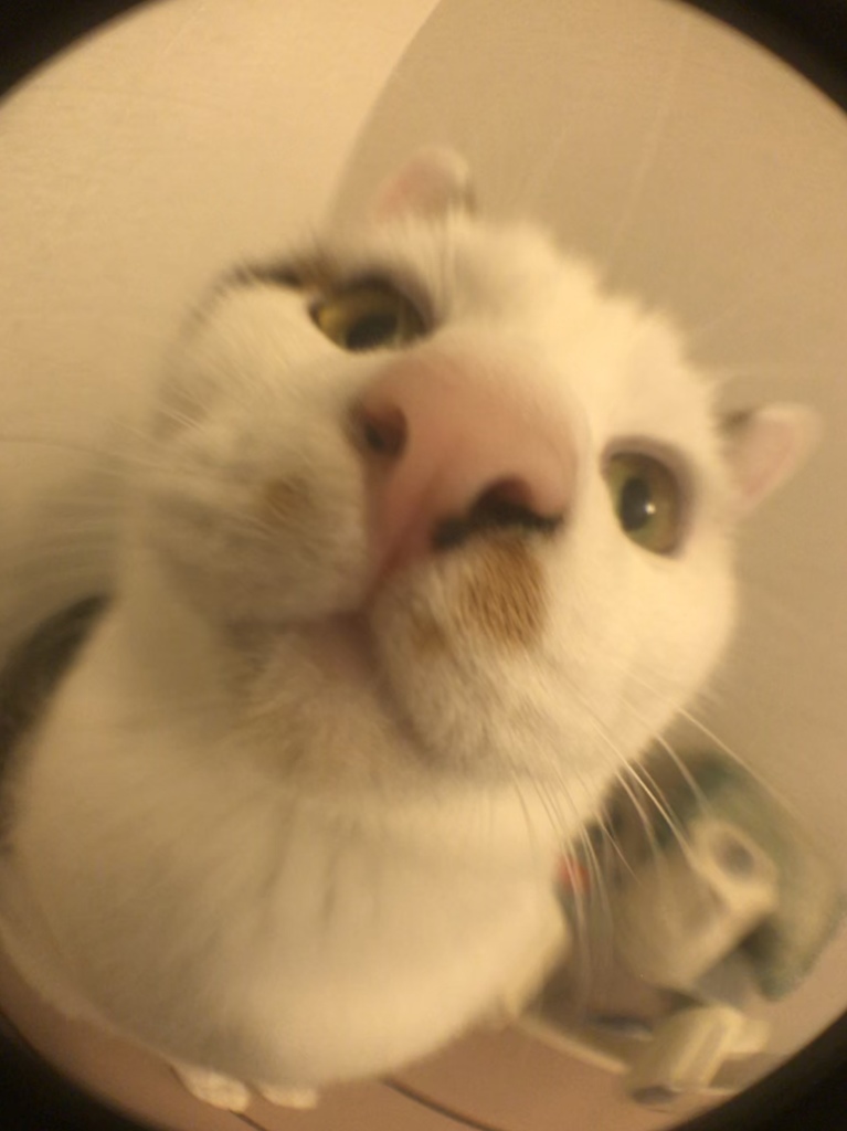 「１００均  Fish eye」