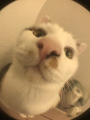 「１００均  Fish eye」