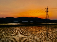 茜色_Rice fields 